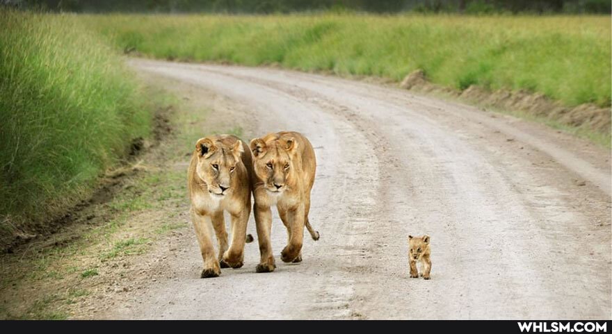 baby_animals, lion, wildfire, babylion