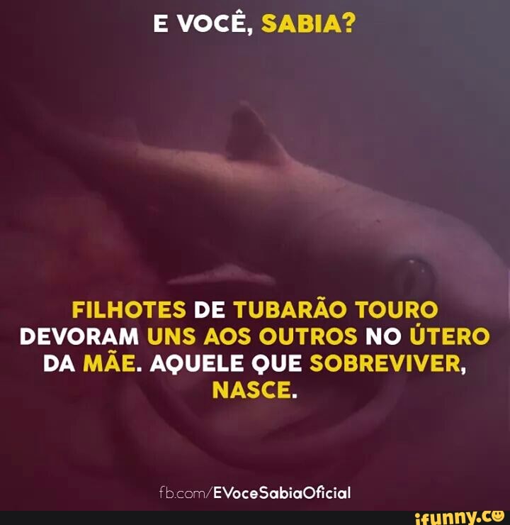 E VOCÊ, SABIA?
FILHOTES DE TUBARÃO TOURO
DEVORAM UNS AOS OUTROS NO UTERO
DA MAE. AQUELE QUE SOBREVIVER,
NASCE.