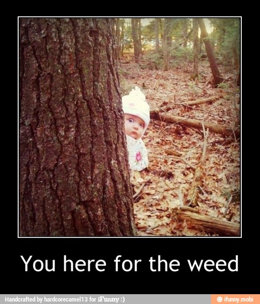 You here for the weed - You here for the weed