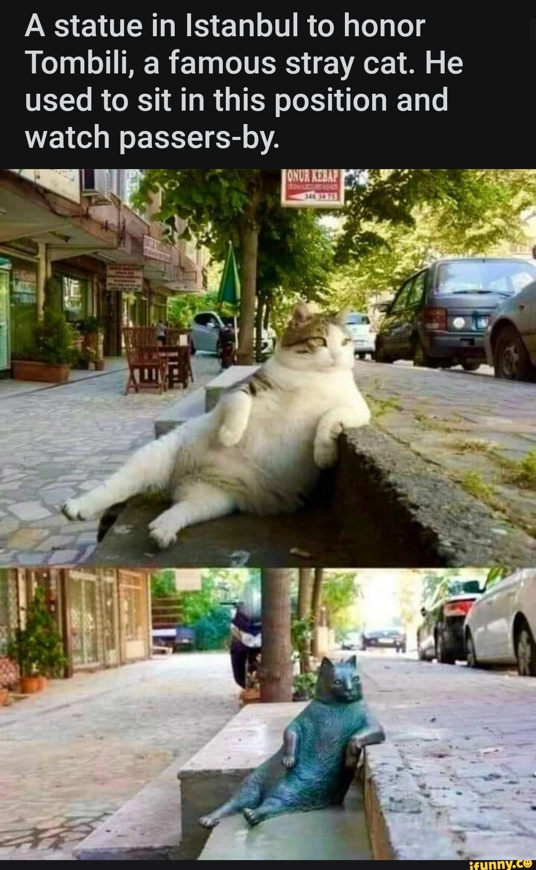 Istanbul famous weird cat tombili statue