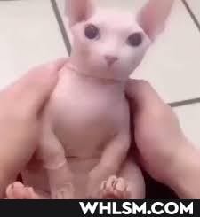 bingus, cat, cute_cat, hairless_cat