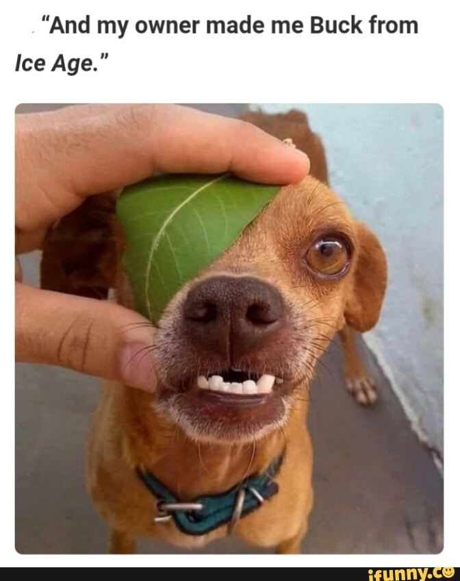 "And my owner made me Buck from