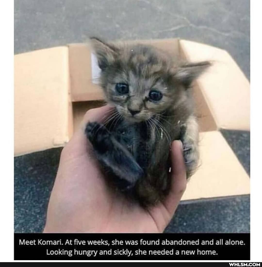 af
Meet Komari. At five weeks, she was found abandoned and all alone.
Looking hungry and sickly, she needed a new home.