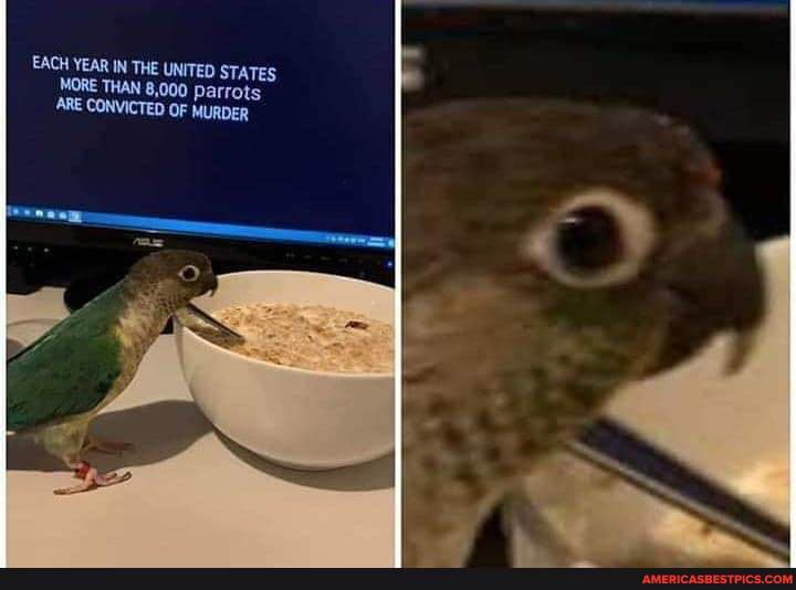 EACH YEAR IN THE UNITED STATES MORE THAN 8,000 Parrots
ARE
OF MURDER