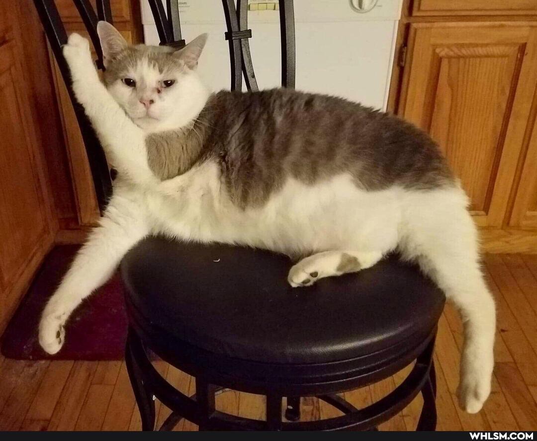 cat, dog, snake, snek