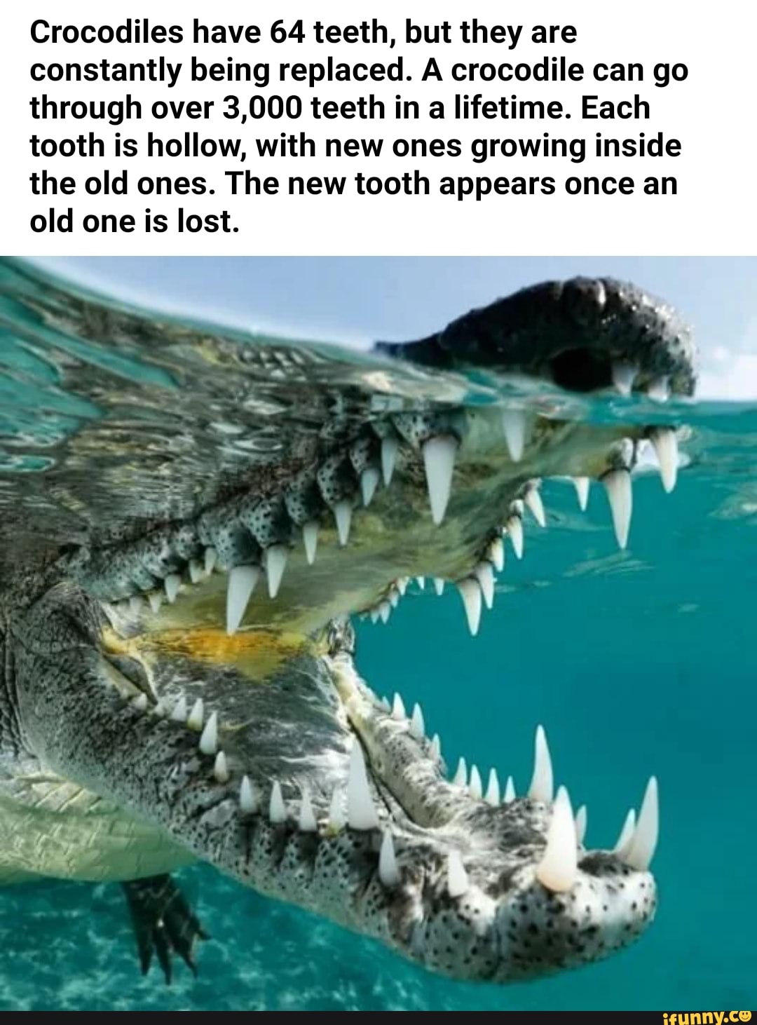 Crocodiles have 64 teeth, but they are constantly being replaced. A ...