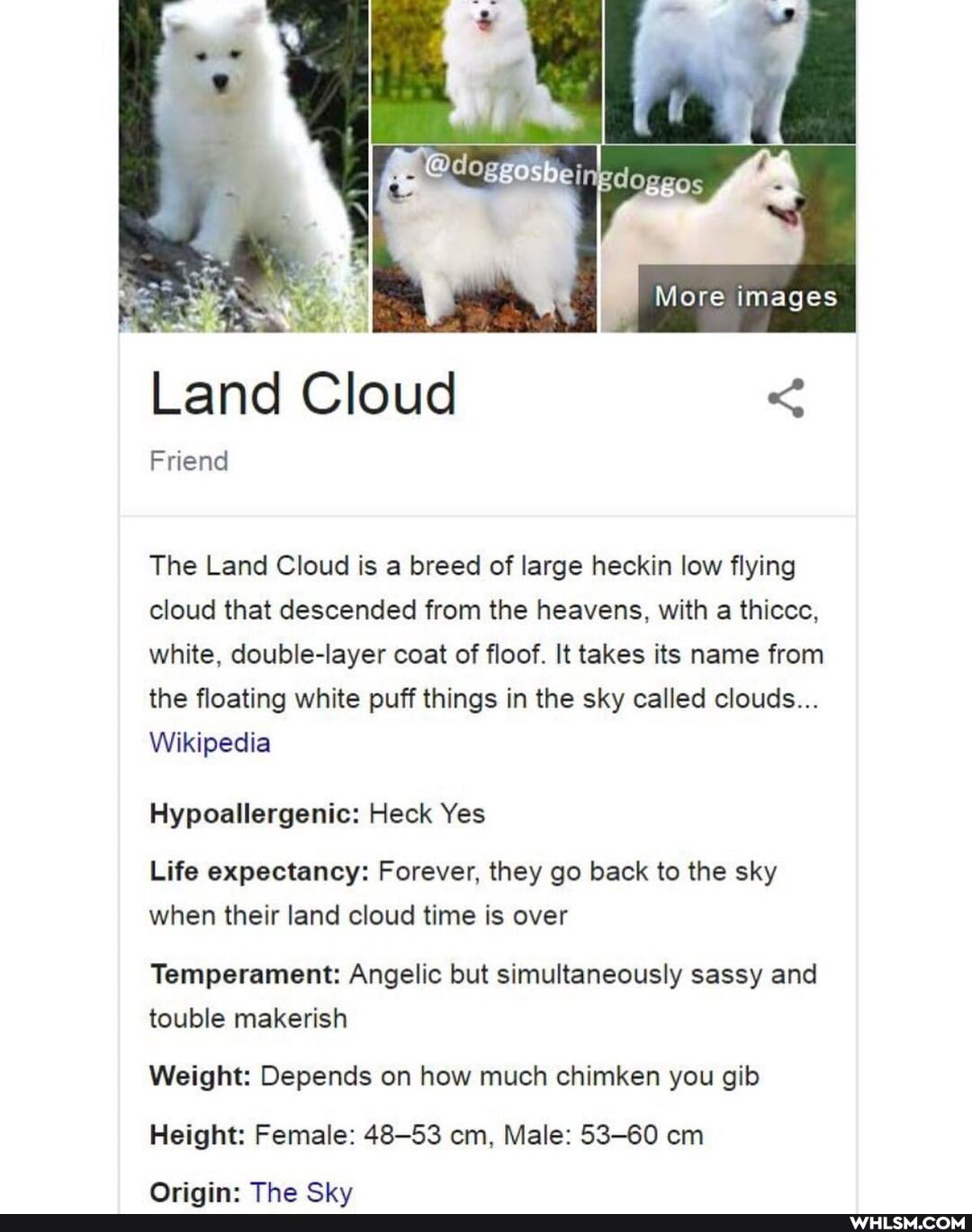 More images
Land Cloud <
Friend
The Land Cloud is a breed of large heckin low flying cloud that descended from the heavens, with a thiccc, white, double-layer coat of floof. It takes its name from the floating white puff things in the sky called clouds...
Wikipedia
Hypoallergenic: Heck Yes
Life expectancy: Forever, they go back to the sky when their land cloud time is over
Temperament: Angelic but simultaneously sassy and touble makerish
Weight: Depends on how much chimken you gib
Height: Female: 48-53 cm, Male: 53-60 cm
Mrinin: The