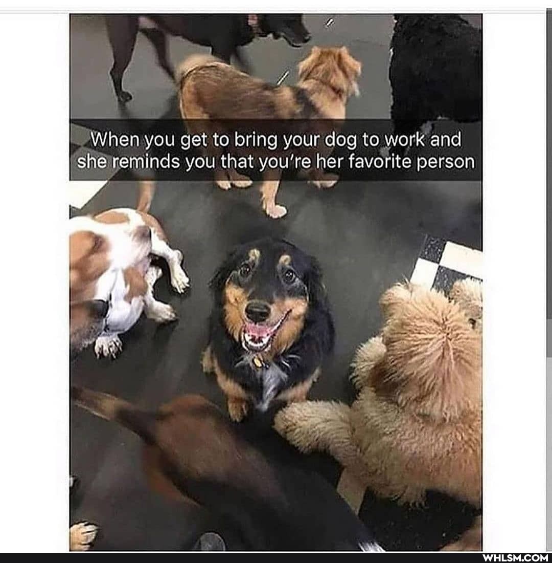 When you get to bring your dog to work and she reminds you that you're her favorite person