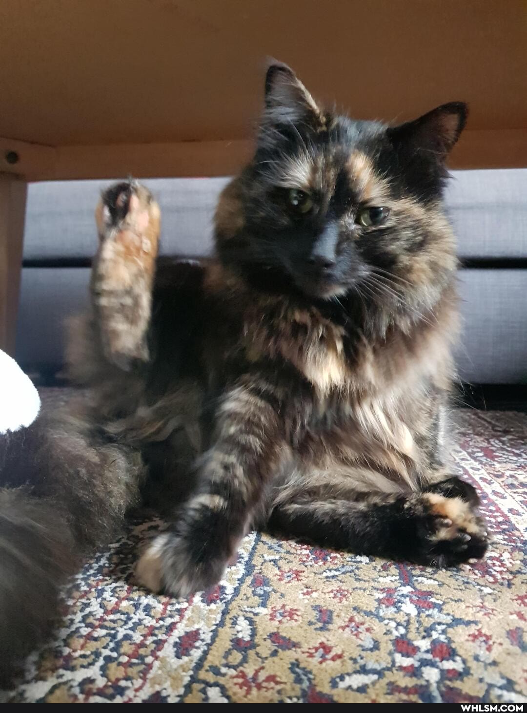 cat, cute_animal