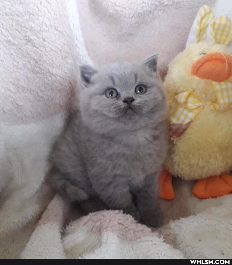 kittens, cats, beautiful