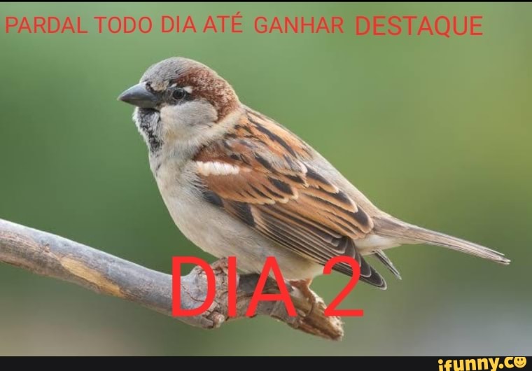 PARDAL TODO DIA ATÉ GANHAR DESTAQUE
