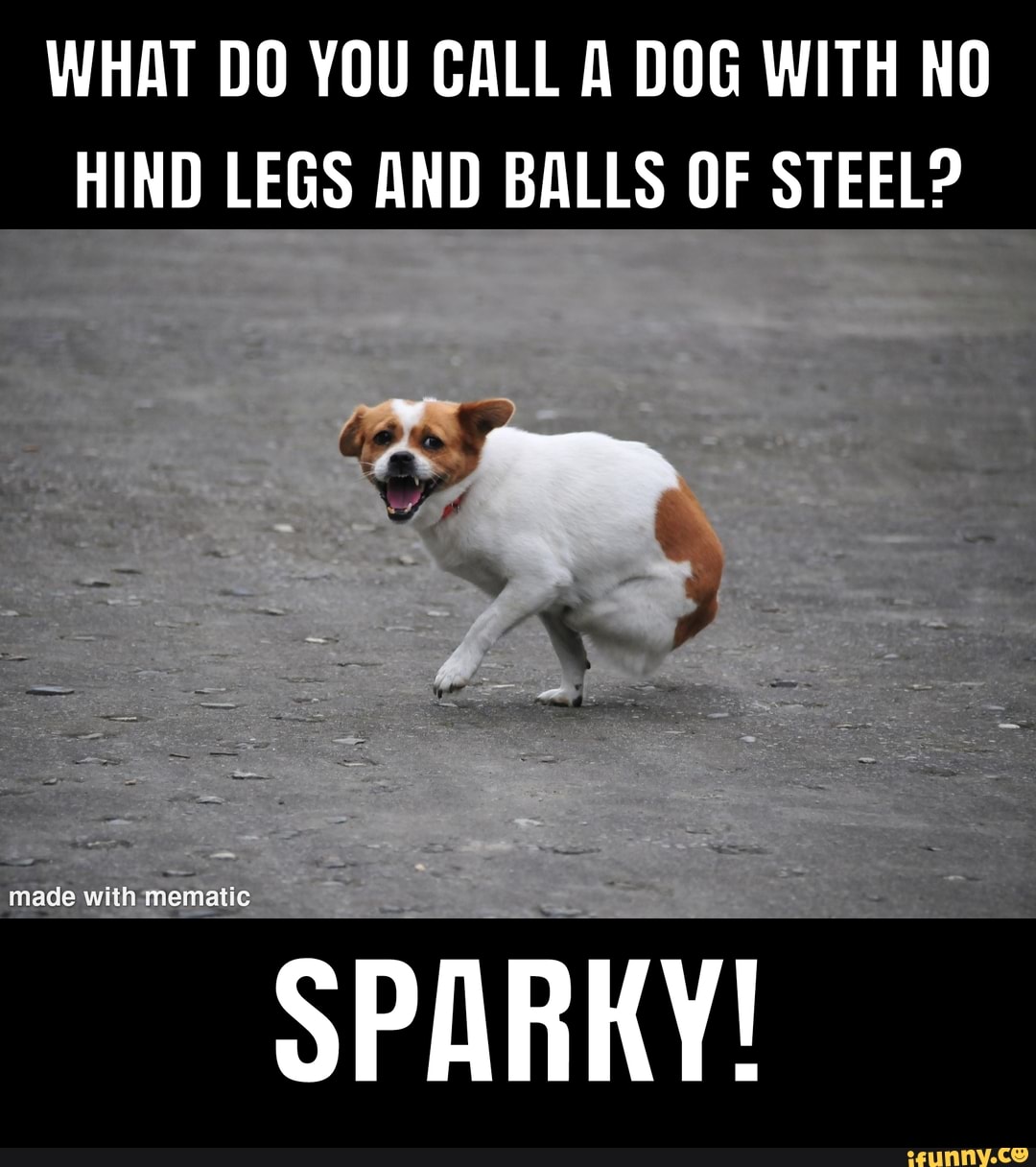 What Do You Call A Dog