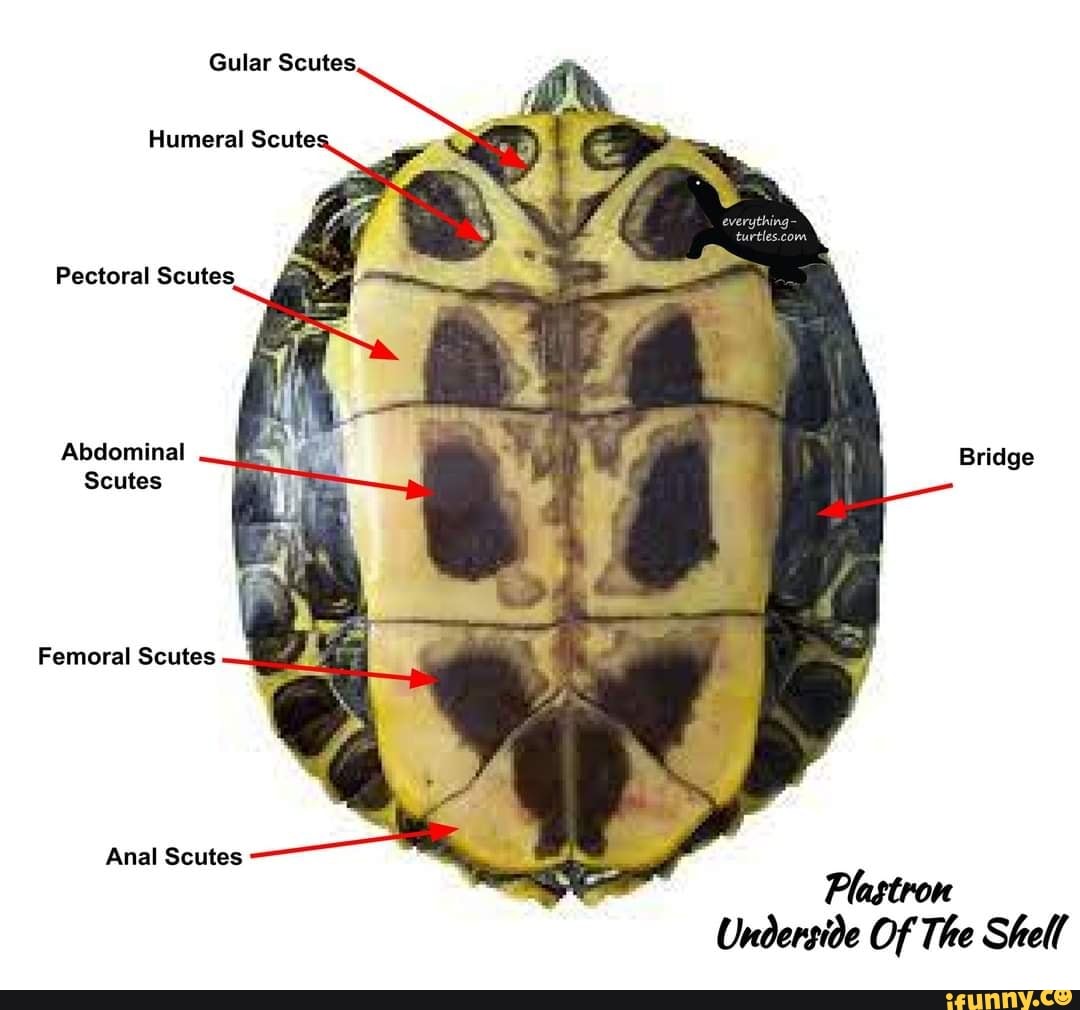 Humeral Scute: Pectoral Scutes. Abdominal Scutes Bridge Femoral Scutes ...