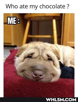 Who ate my chocolate ?