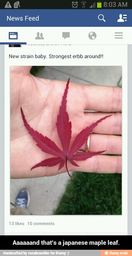 AR
News Feed
B
New strain baby. Strongest erbb around!!
Aaaaaand that's a
japanese maple leaf. - Aaaaaand that's a japanese maple leaf.