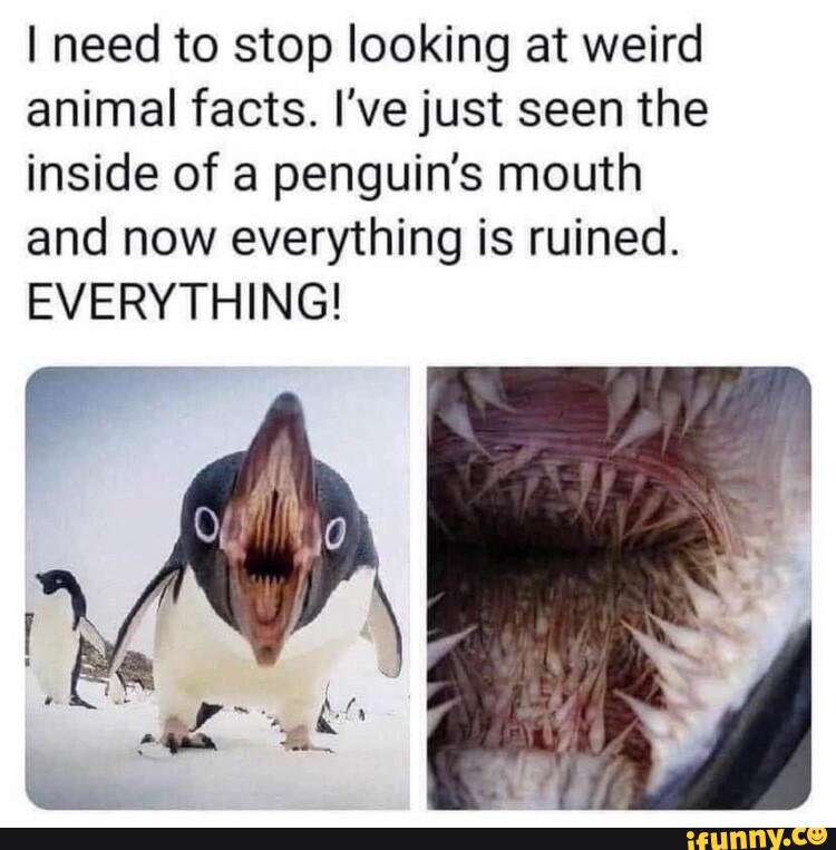 I need to stop looking at weird animal facts. I've just seen the inside of  a penguin's mouth and now everything is ruined. EVERYTHING! 