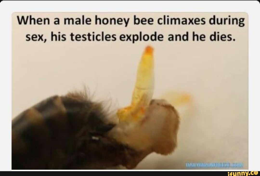 Do Male Honey Bees Die From Climaxing During Sex?