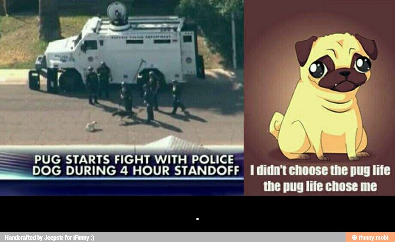 PUG STARTS FIGHT WITH POLICE
DOG DURING 4 HOUR STANDOFF tam
choose me
pus ie - .