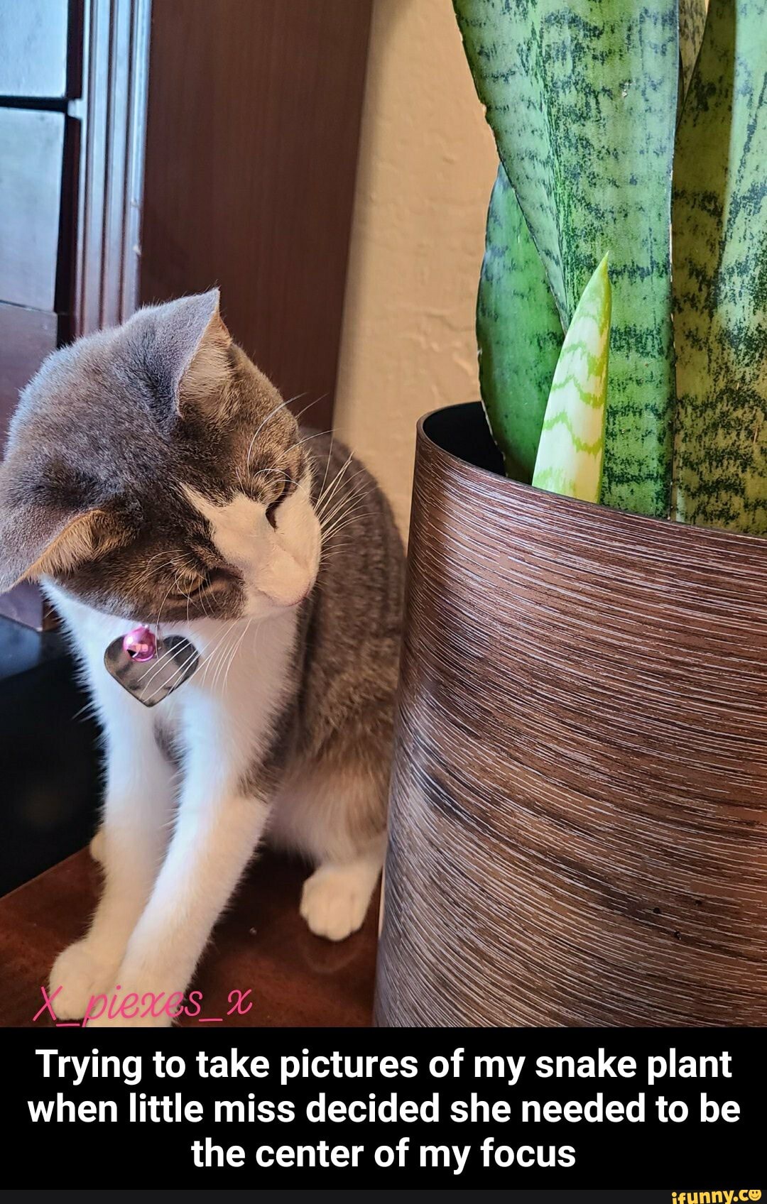 Trying to take pictures of my snake plant when little miss decided she needed to be the center of my focus - Trying to take pictures of my snake plant when little miss decided she needed to be the center of my focus