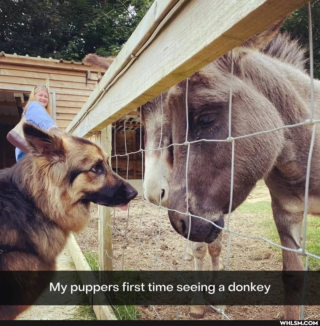 My puppers first time seeing a donkey