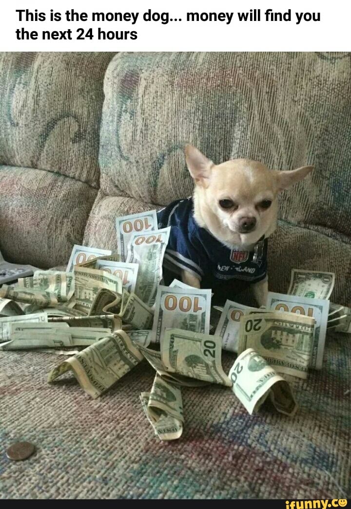 This is the money dog... money will find you the next 24 hours