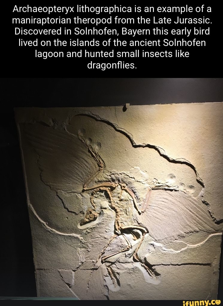 Archaeopteryx lithographica is an example of a maniraptorian theropod