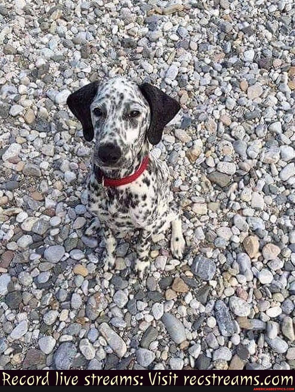 woof_irl, ss, fe, de, aa
