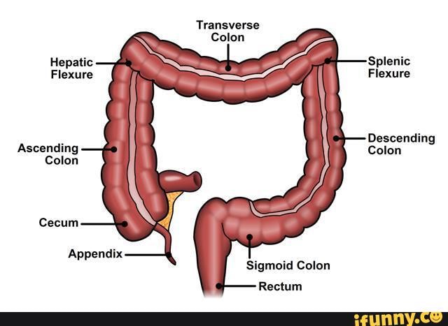 Transverse Colon 'Splenic Hepatic Flexure Flexure Flexure Descending ...