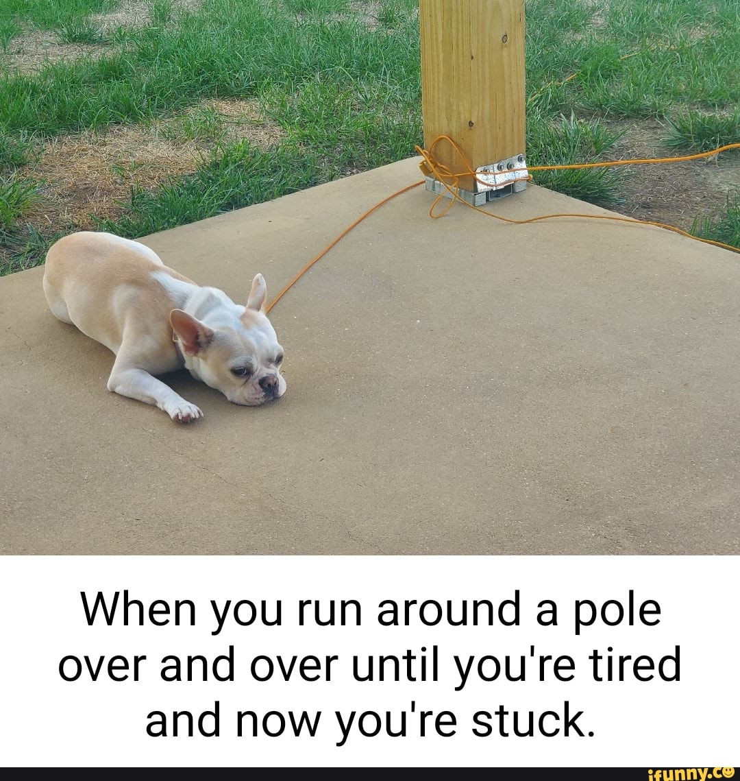 Woofers memes. Best Collection of funny Woofers pictures on iFunny