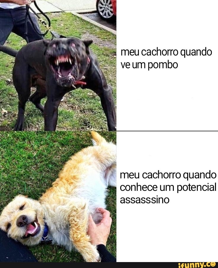 meu cachorro quando ve um pombo
meu cachorro quando conhece um potencial assasssino