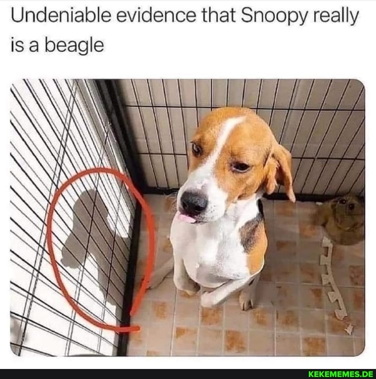 Undeniable evidence that Snoopy really is a beagle