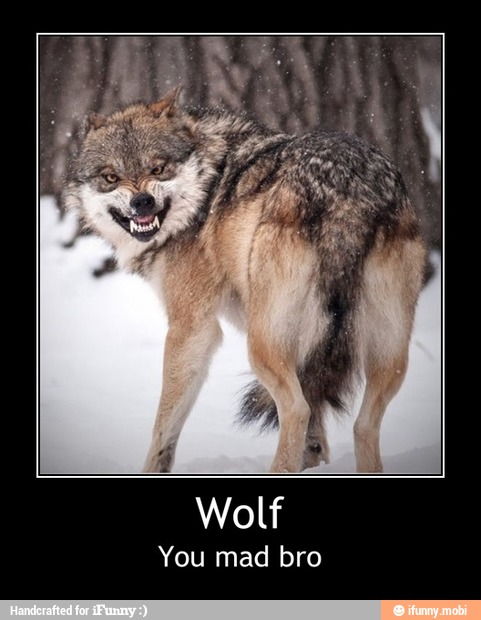 Wolf
You mad bro - Wolf
You mad bro