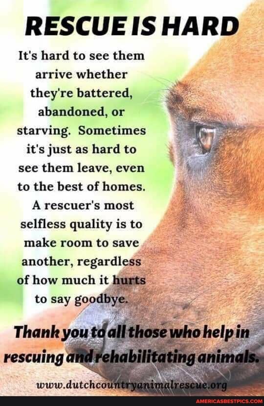 RESCUE IS HARD
It's hard to see them arrive whether they're battered, abandoned, or starving. Sometimes it's just as hard to see them leave, even to the best of homes.
A rescuer's most selfless quality is to
make room to save another, regardless of how much it
to say goodbye
www.dutchco