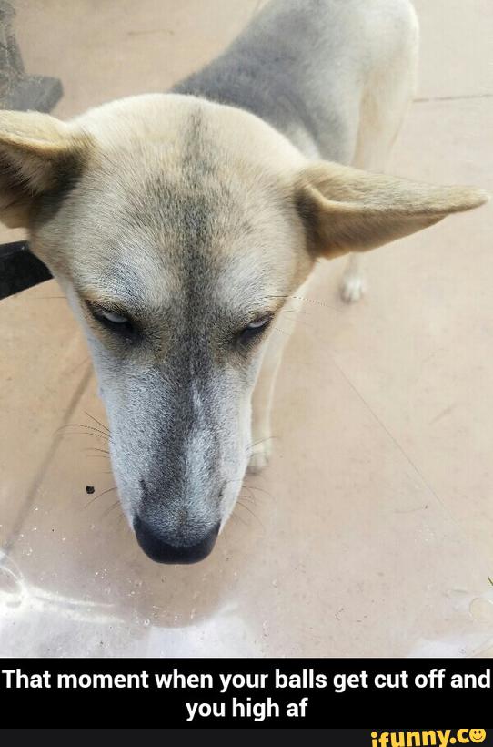 That moment when your balls get cut off and you high af That moment when your balls get cut