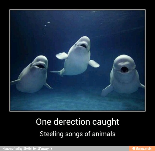 One derection caught
Steeling songs of animals - One derection caught
Steeling songs of animals
