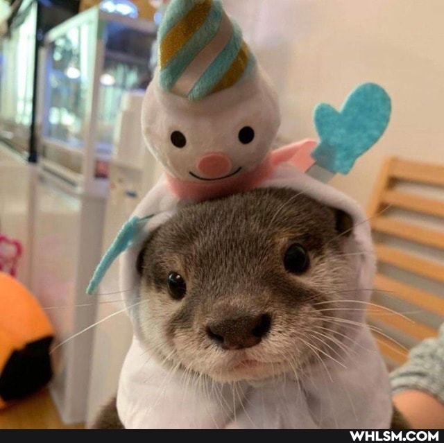 aww, baby_animals, otter, til_otters_are_hella_loud