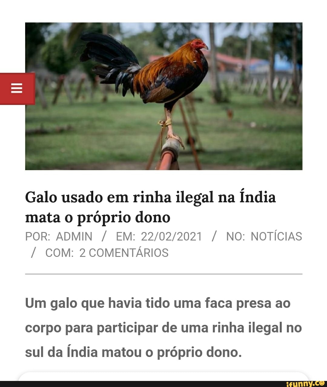 Galo usado em rinha ilegal na Índia mata o próprio dono
POR: ADMIN / EM: / NO: NOTÍCIAS
/ COM: 2 COMENTÁRIOS
Um galo que havia tido uma faca presa ao corpo para participar de uma rinha ilegal no
sul da Índia matou o próprio dono.