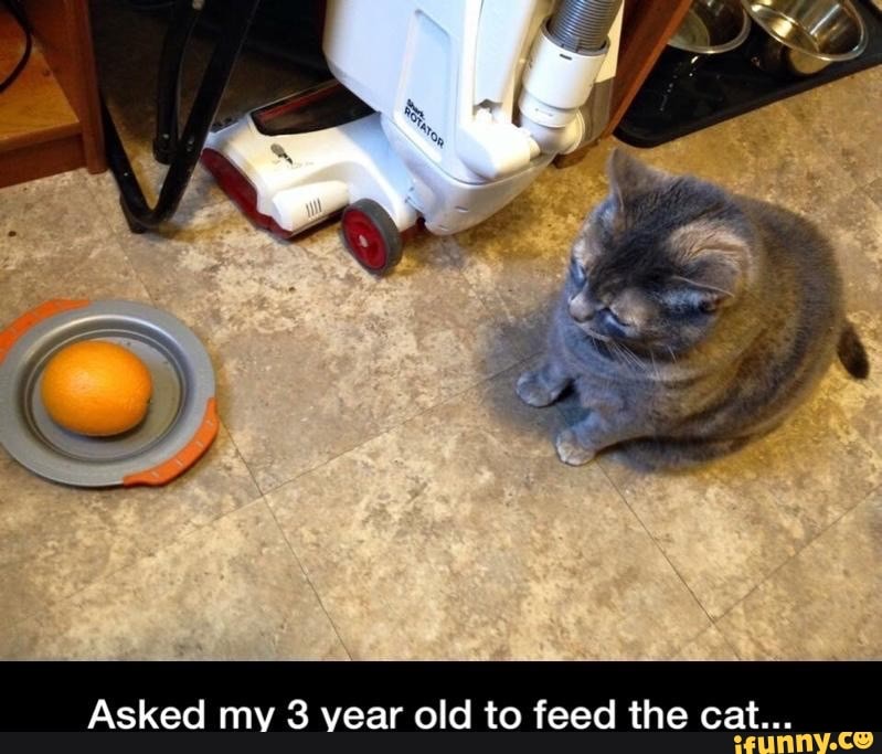 Asked my vear old to feed the cat...