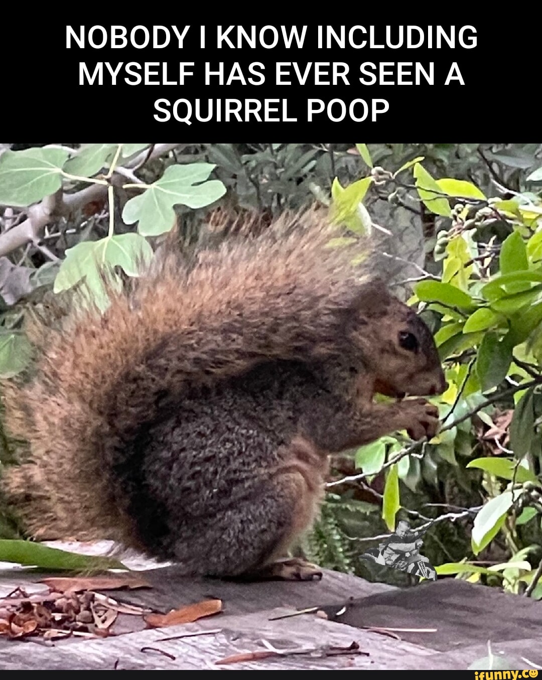 SQUIRREL POOP NOBODY I KNOW INCLUDING MYSELF HAS EVER SEEN A iFunny