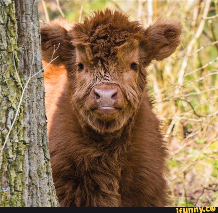 Limousin_cattle memes. Best Collection of funny Limousin_cattle ...