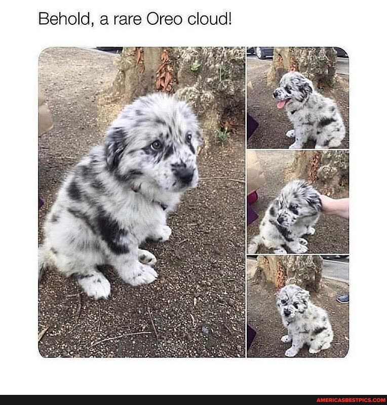 Behold, a rare Oreo cloud!
