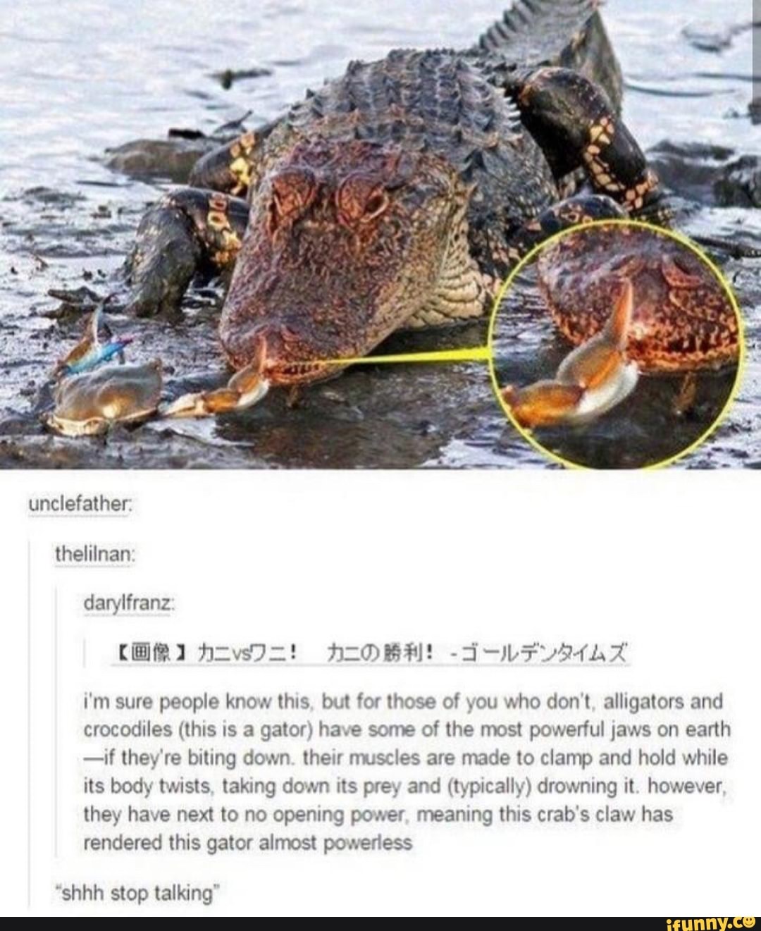 i'm sure people know this, but for those of you who don't, alligators and
crocodiles (this is a gator) have some of the most powerful jaws on earth
-if they're biting down. their muscles are made to clamp and hold while
its body twists, taking down its prey and (typically) drowning it. however,
they have next to no opening power, meaning this crab's claw has
rendered this gator almost powerless
"shhh stop talking'
