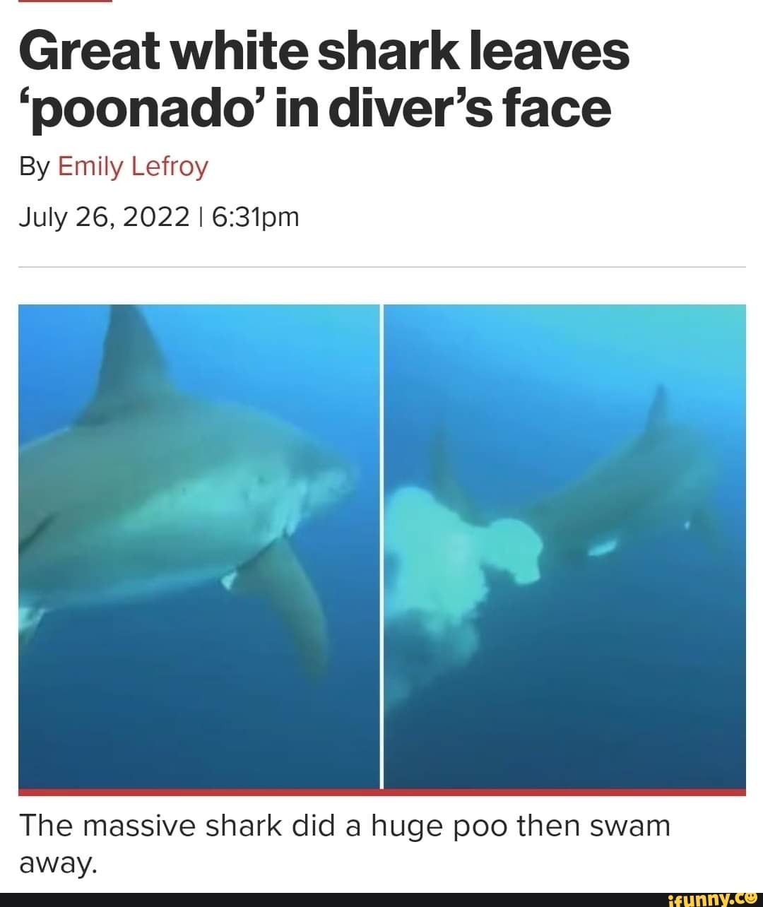 Great white shark leaves 'poonado in diver's face By Emily Lefroy July ...