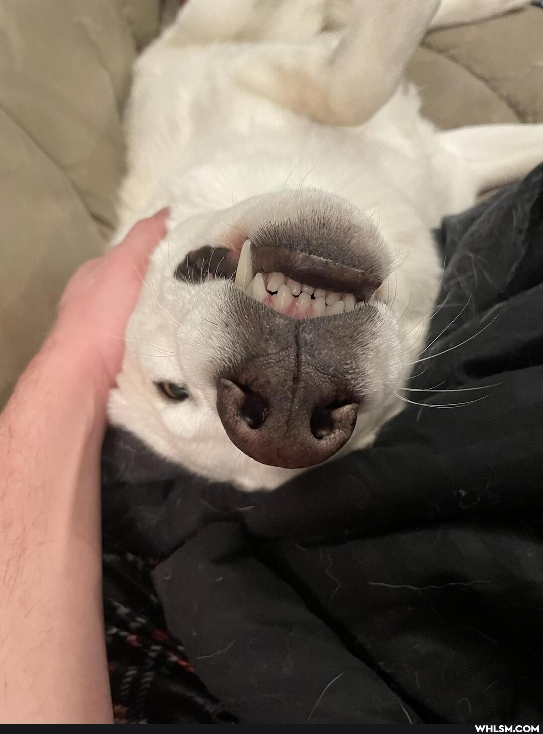 funny, puppy