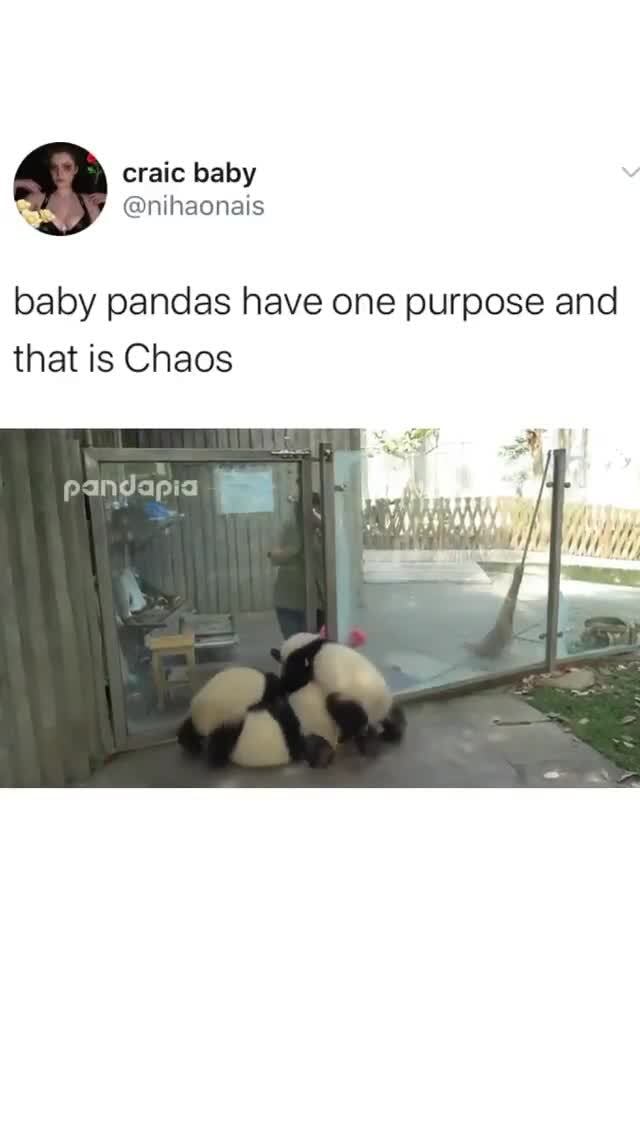 Nihaonais Baby Pandas Have One Purpose And That Is Chaos Pandapia