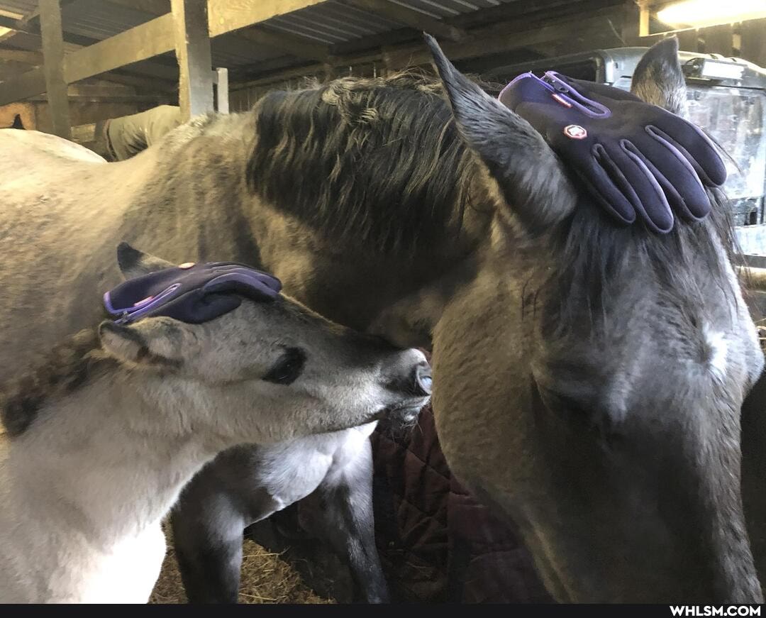 horse, foal