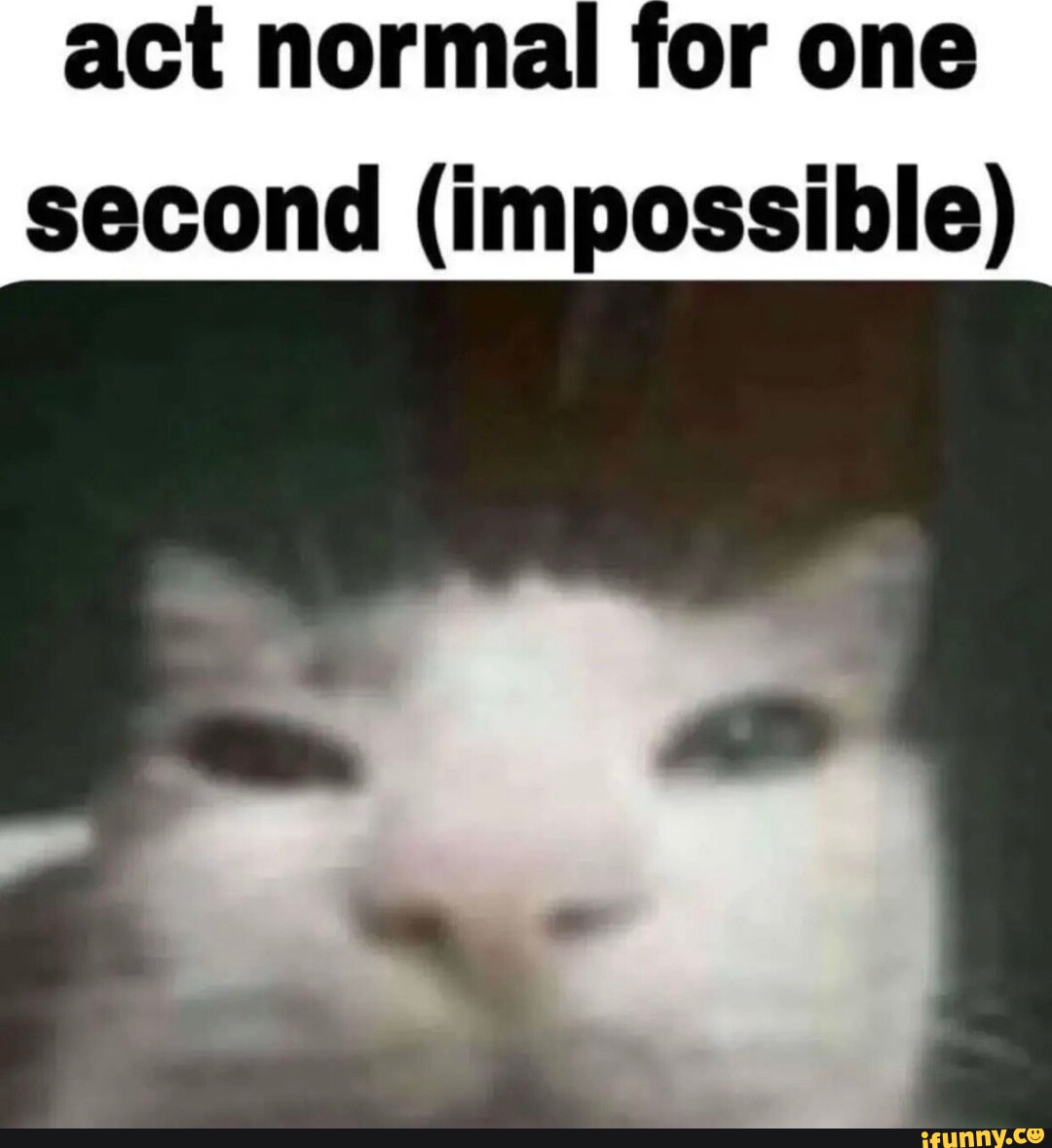 Act normal for one second (impossible) - iFunny