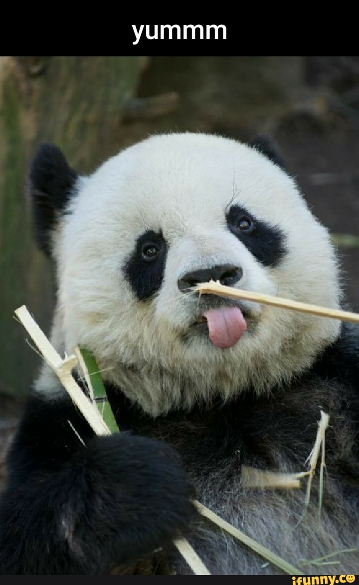 Babypanda memes. Best Collection of funny Babypanda pictures on iFunny  Brazil
