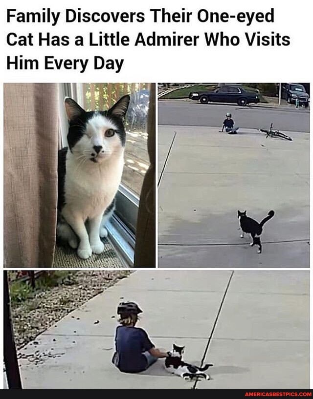 Family Discovers Their One-eyed
Cat Has a Little Admirer Who Visits
Him Every Day