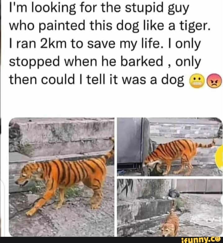 I I'm looking for the stupid guy who painted this dog like a tiger. I I